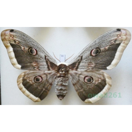 Saturnia pyri (Denis & Schiffermüller, 1775) female Pawica gruszówka Croatia 122mm81